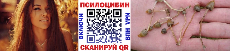 Галлюциногенные грибы Psilocybe  магазин    кракен онион  darknet какой сайт  Малгобек 