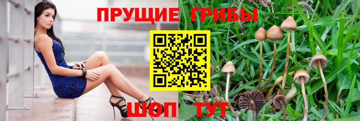 наркота  Вход с VPN  Малгобек  Псилоцибиновые грибы Psilocybine cubensis  Псилоцибиновые грибы GOLDEN TEACHER 